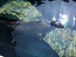 羽田から水族館へ